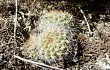 Anteprima di Rebutia robustispina