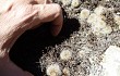 Anteprima di Rebutia robustispina