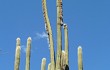 Anteprima di Echinopsis guentheri