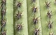 Anteprima di Echinopsis guentheri