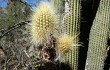 Vista previa de Echinopsis guentheri