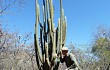 Anteprima di Echinopsis guentheri