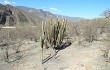 Preview photo Echinopsis guentheri