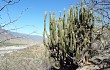 Anteprima di Echinopsis guentheri