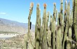 Preview photo Echinopsis guentheri