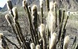 Vista previa de Echinopsis guentheri