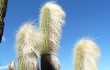 Preview photo Echinopsis guentheri