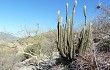 Preview photo Echinopsis guentheri