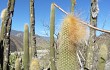 Preview photo Echinopsis guentheri