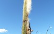 Anteprima di Echinopsis guentheri