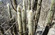 Anteprima di Echinopsis guentheri