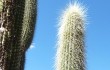 Preview photo Echinopsis guentheri