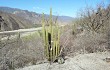 Anteprima di Echinopsis guentheri