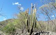 Vista previa de Echinopsis guentheri