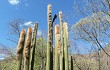 Anteprima di Echinopsis guentheri