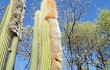 Anteprima di Echinopsis guentheri