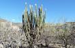 Anteprima di Echinopsis guentheri