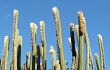 Anteprima di Echinopsis guentheri