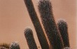 Vista previa de Echinopsis celsiana