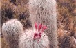 Preview photo Echinopsis celsiana