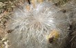 Anteprima di Echinopsis celsiana