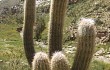 Anteprima di Echinopsis celsiana