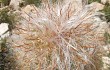 Anteprima di Echinopsis celsiana