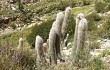 Preview photo Echinopsis celsiana