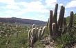 Preview photo Echinopsis celsiana