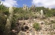 Vista previa de Echinopsis celsiana