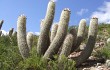 Preview photo Echinopsis celsiana