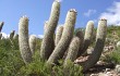 Anteprima di Echinopsis celsiana