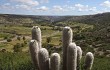 Anteprima di Echinopsis celsiana