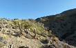 Vista previa de Echinopsis celsiana