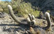 Preview photo Echinopsis celsiana