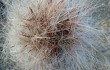 Vista previa de Echinopsis celsiana