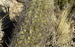 Anteprima di Echinopsis celsiana