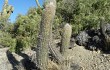 Preview photo Echinopsis celsiana