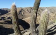 Anteprima di Echinopsis celsiana