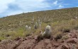 Vista previa de Echinopsis celsiana