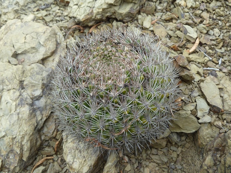 Photograph Weingartia neocumingii in habitat