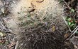 Preview photo Weingartia neocumingii