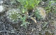 Preview photo Weingartia neocumingii