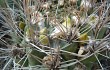 Preview photo Weingartia neocumingii