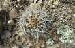 Preview photo Weingartia neocumingii