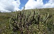 Vista previa de Echinopsis buchtienii