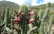 Preview photo Echinopsis buchtienii