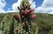 Preview photo Echinopsis buchtienii