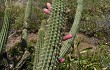 Preview photo Echinopsis buchtienii