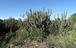 Vista previa de Echinopsis buchtienii